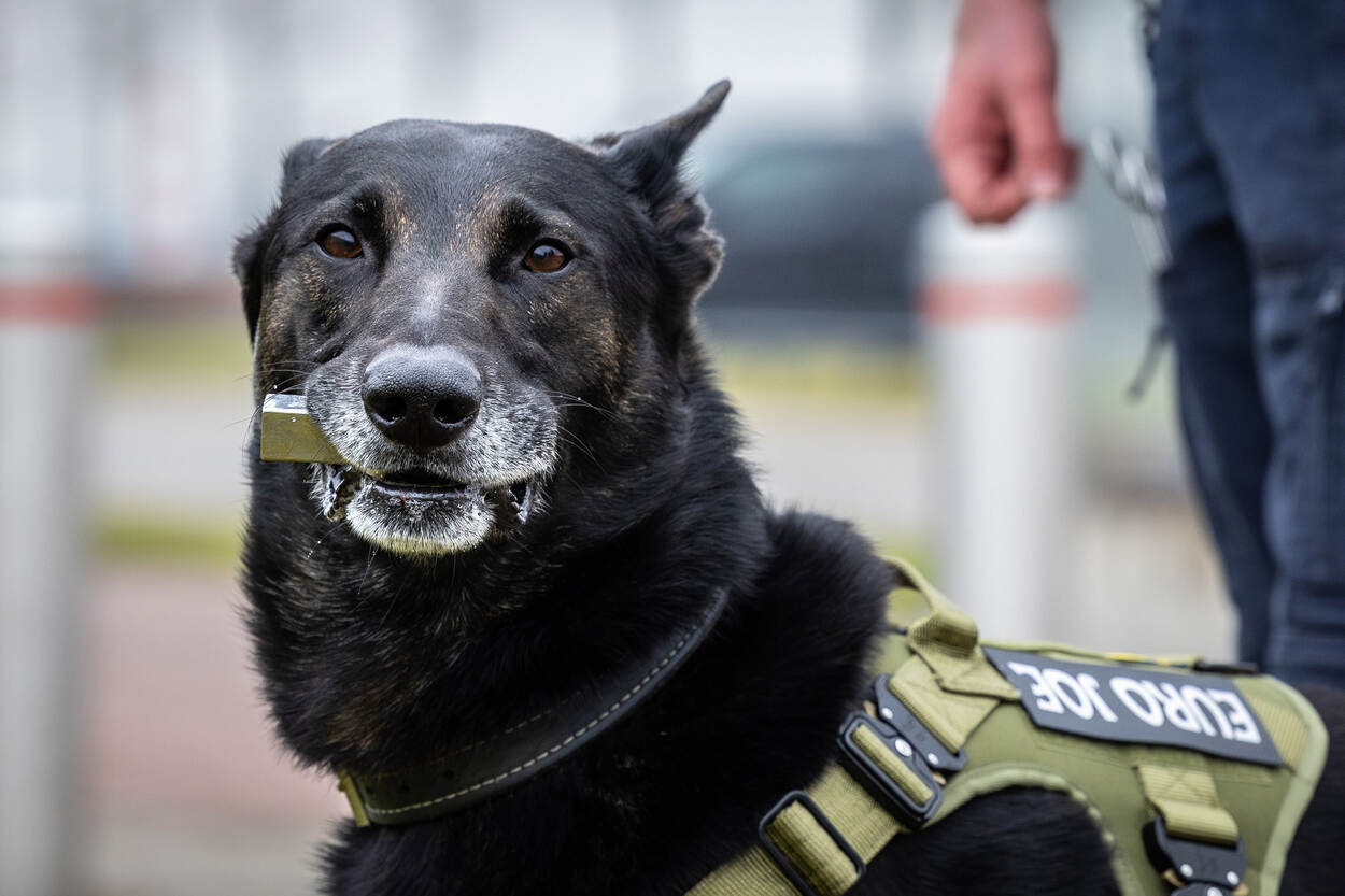 Speurhond Mack tijdens een oefening bij het Justitieel Complex Schiphol.