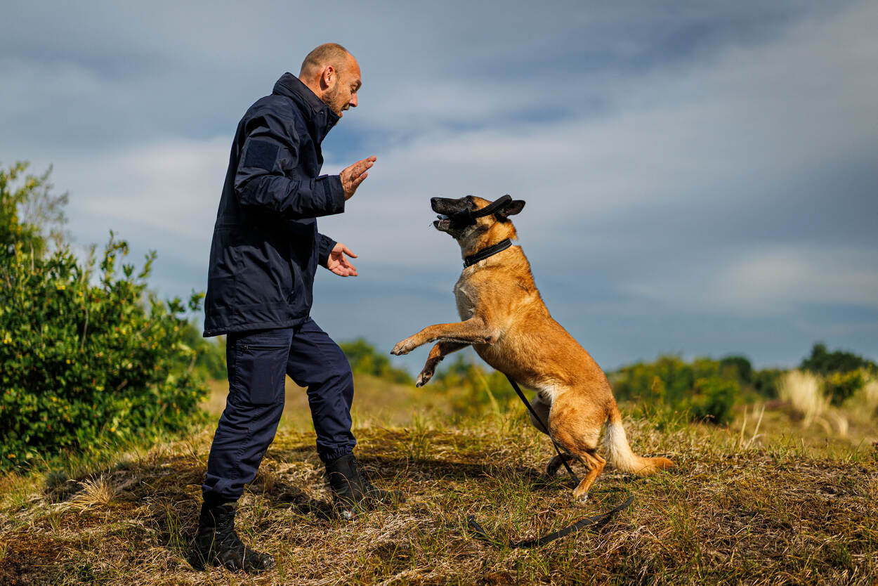 Marineman in tenue in de duinen met springende herdershond.
