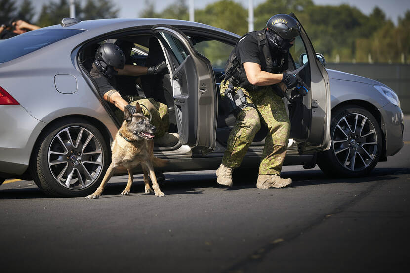 Militair met getrokken pistool en militair met hond stappen uit auto.