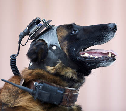 Hond met een kleine camera op het hoofd.